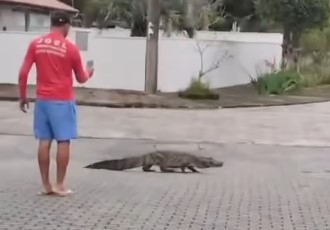 Jacaré dá rolezinho pela Daniela, em Florianópolis