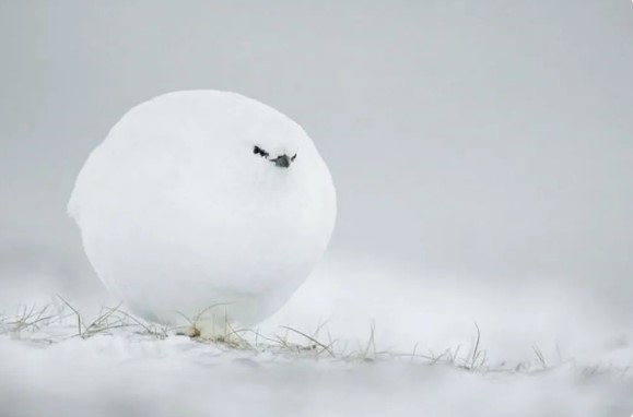 Jacques Poulard captured this moment in Svalbard, Norway, during a very harsh winter.  The photographer says he saw a ptarmigan approaching him, which “looked like a snowball with eyes
