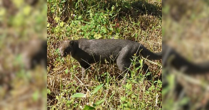 Registro de jaguarundi h&aacute; tr&ecirc;s anos em Crici&uacute;ma. – Foto: Vitor Bastos/Faunativa Criciumense/ND