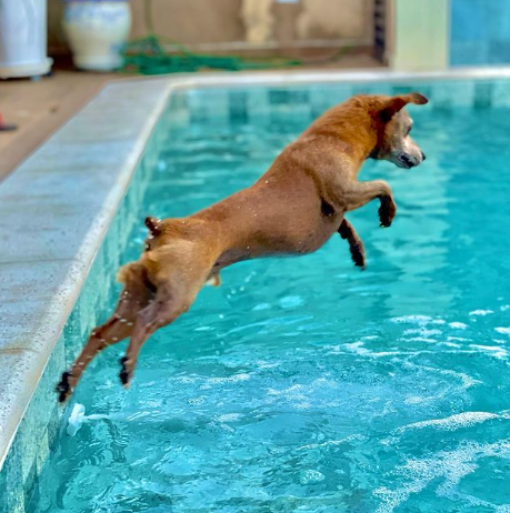 Contato do pet com a água pode ajudar no calor