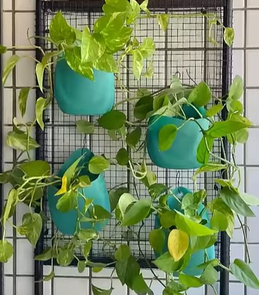 Com materiais que podem ser encontrados no lixo, o jardim vertical é feito de forma rápida e sem muito esforço 