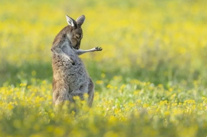 Walking past a crowd of western kangaroos in an open field filled with flowers, Jason Moore stopped for a photo op and captured the funny scene: “I think he's playing his air guitar.