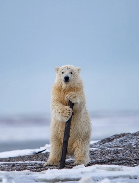 Khurram Khan says he was in Alaska when he saw a polar bear cub.  “He found the tree very funny and was playing with it when he suddenly stopped and stood up, using it almost like an artist.