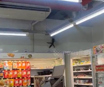 Mini ‘Godzilla’ &eacute; um lagarto-monitor, uma das maiores esp&eacute;cies registradas do animal. – Foto: Reprodu&ccedil;&atilde;o/Twitter/ND