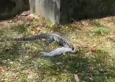 Gato é predado por lagarto 