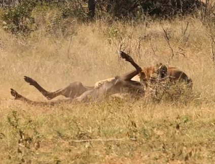 Imagens mostram ataque fatal de leoa