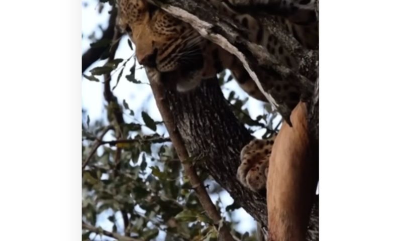 Leopardo observa as hienas que tentaram ganhar a sua presa