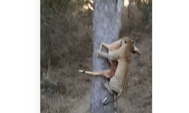 Felino mostra toda sua habilidade para escalar a &aacute;rvore com a presa na boca – Foto: Reprodu&ccedil;&atilde;o