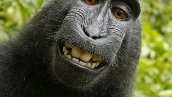 Macacos rindo de noticia chocantes