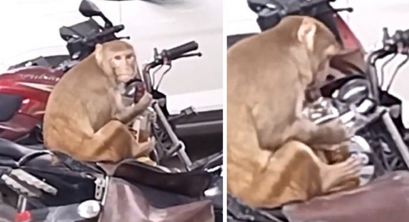 A monkey stole whiskey from a motorcycle and tried to get drunk on National Alcohol-Free Day in India.