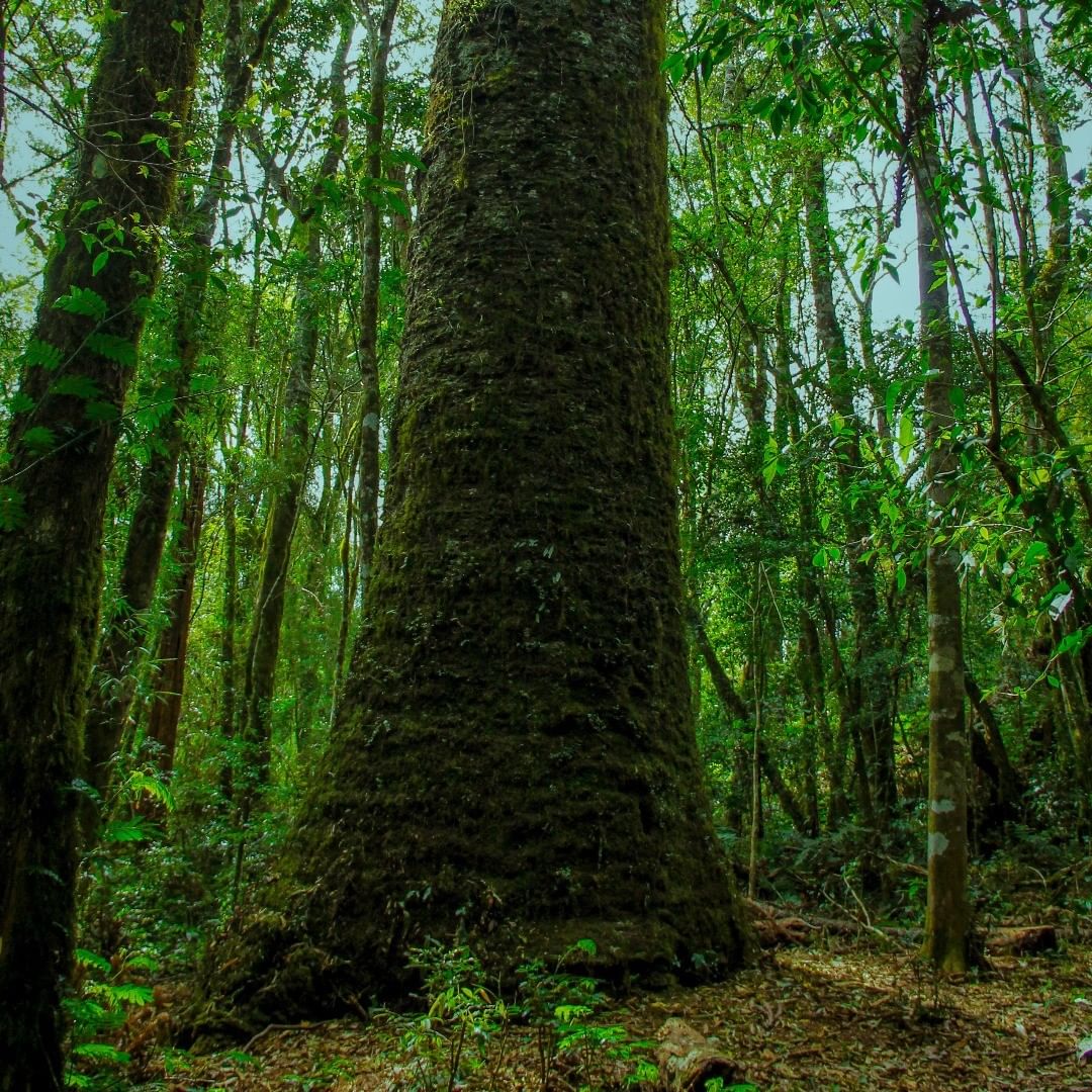Maior araucária do Paraná, com 750 anos, cai após chuvas