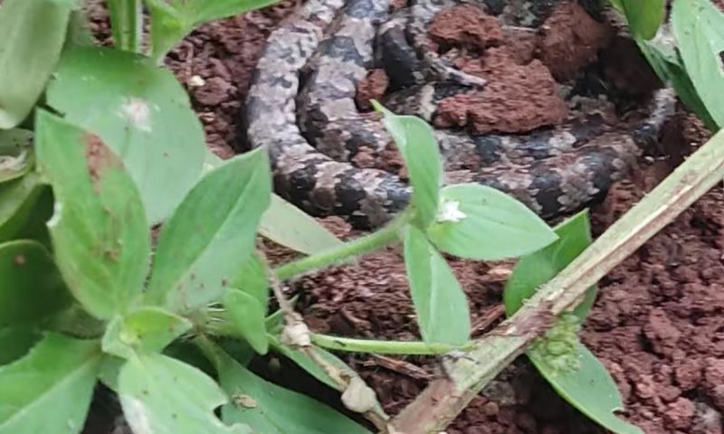 Urutu-cruzeiro estava escondida na vegeta&ccedil;&atilde;o, mas o maior perigo estava na bota – Foto: Reprodu&ccedil;&atilde;o