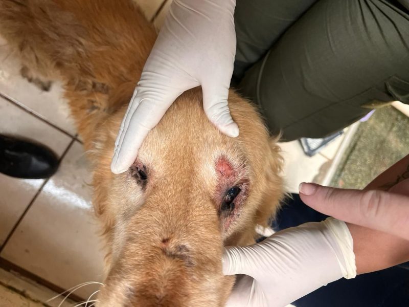 Cachorro teve lesões cutâneas e foi encontrado debilitado em residência de Itapema após denúncia de maus tratos
