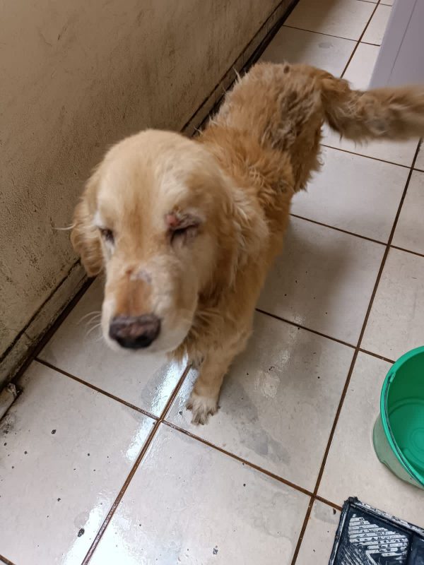 Cão sofreu maus tratos de dono em Itapema, até ser resgatado pelas autoridades