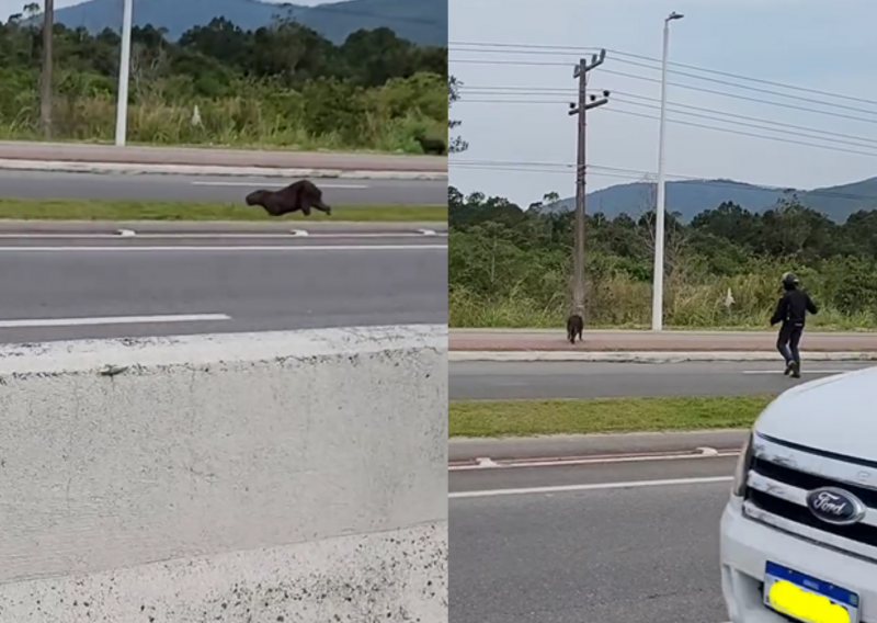 Hero on the road: biker shows compassion and saves capybara on SC-401 in Florianopolis