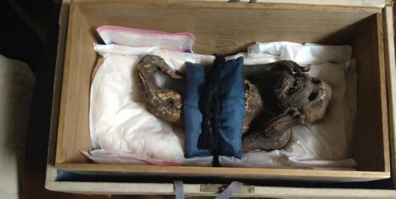 Imagem da ‘m&uacute;mia&nbsp; sereia’ – Foto: Universidade de Ci&ecirc;ncias e Artes de Kurashiki/Divulga&ccedil;&atilde;o/ND