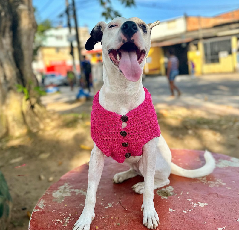 Cachorra surpreende web após dar uma patinha na faxina - Foto: AgeaSantos/Reprodução/ND