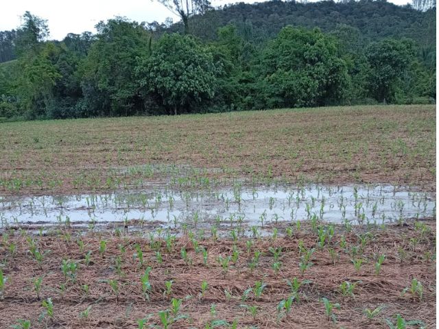 Chuva afetou o desenvolvimento inicial de lavouras de milho – Foto: Epagri/ND