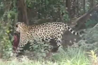Onça-pintada é flagrada em cena chocante 