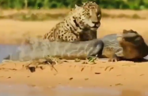 Onça-pintada flagrada em ataque contra jacaré