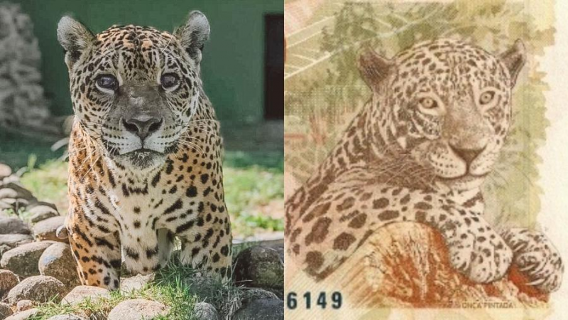 Gabi é a onça que estampa a nota de R$ 50 