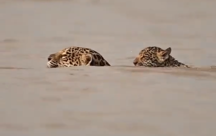 Interação entre filhote de onça e mãe viraliza