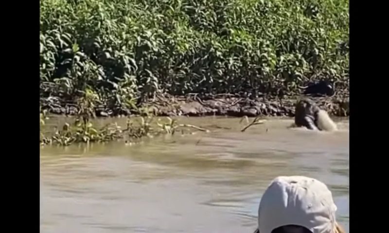 A jaguar dived into a river and bit an alligator that was spotted by tourists on a boat.