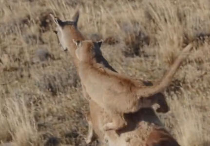 Onça persegue presa em alta velocidade