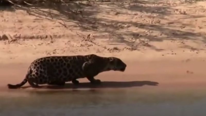 Onça rasteja depois de ter avistado sua vítima