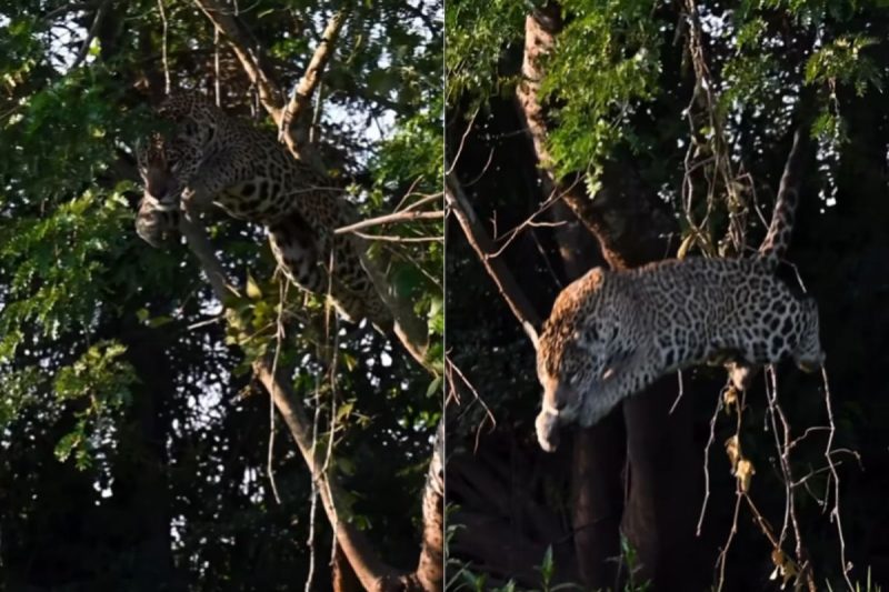 Momento em que onça dá "super salto"