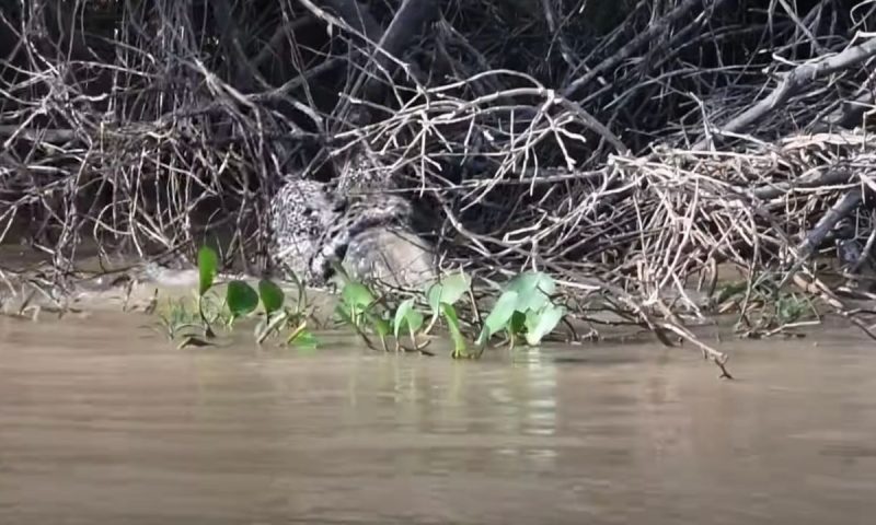 A jaguar meets an alligator among the horns on the river bank.