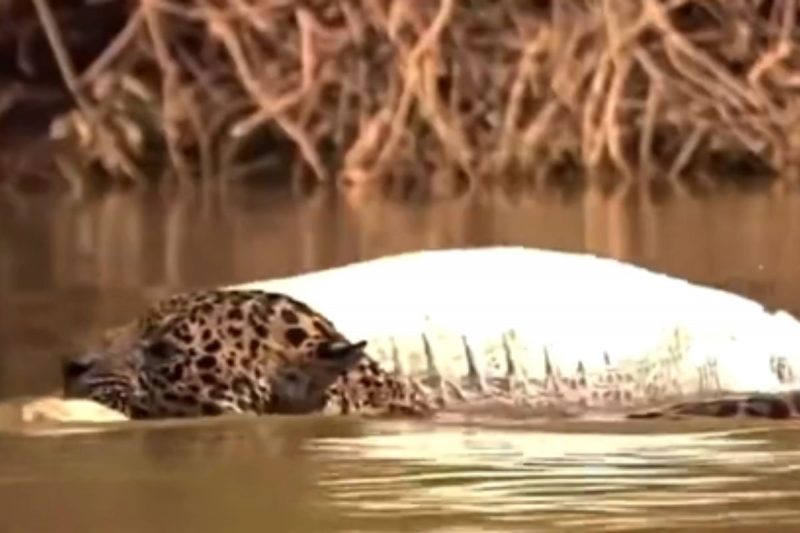 Onça e jacaré aparecem novamente juntos