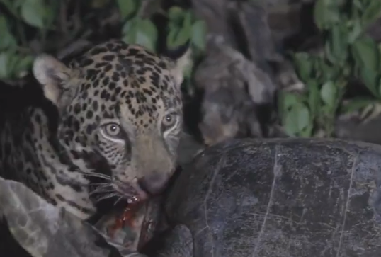 Onça e tartaruga em interação inusitada