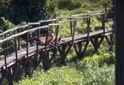 Onça-pintada interrompe trilha