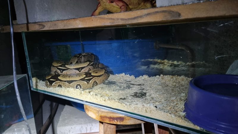 Preso em Itajaí tinha em sua posse várias espécies de animais silvestres