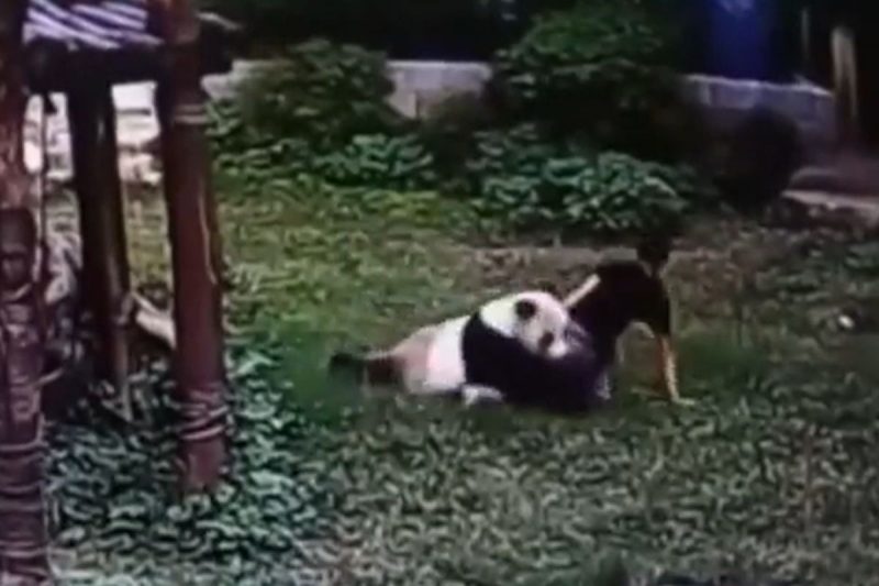 Ataque impressionante viralizou nas redes sociais – Foto: Internet/Reprodu&ccedil;&atilde;o/ND