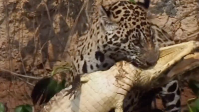 Onça abocanha jacaré no Pantanal