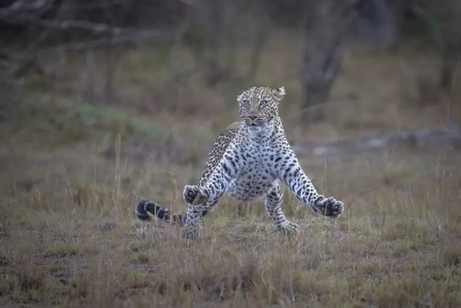 According to Paul Goldstein, the female leopard was being harassed by three young cheetahs and was in a particularly bad mood. 