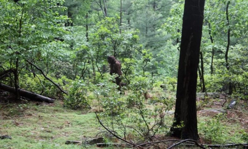 Pé grande teria sido registrado em uma floresta dos EUA