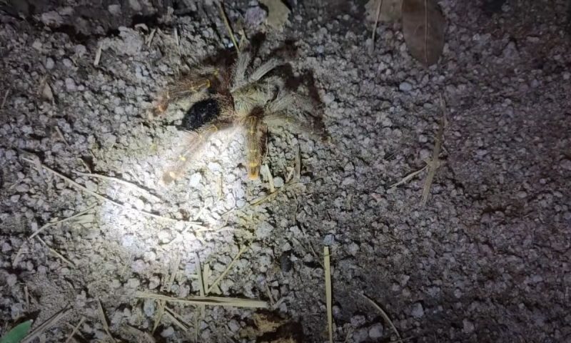 Al&eacute;m da cobra, os pescadores cruzaram tamb&eacute;m com uma aranha enorme – Foto: Reprodu&ccedil;&atilde;o