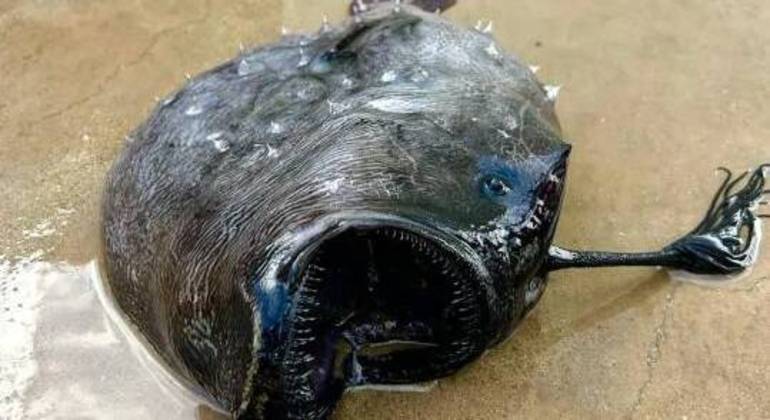 Looking for the real Finding Nemo?  Deepwater fish found dead on beach - Photo: Disclosure/Reproduction/ND