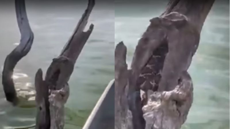 Cascavel estava escondida em tronco na água