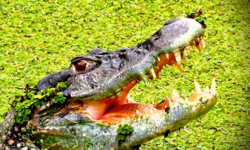 Jacar&eacute;-a&ccedil;u &eacute; o maior da esp&eacute;cie na Am&eacute;rica do Sul, podendo atingir mais de 5 metros – Foto: Reprodu&ccedil;&atilde;o