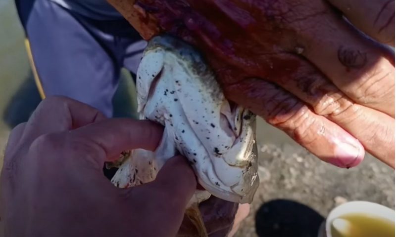 Traíra abocanhou a mão de pescador que reclamou muito da dor que sentiu