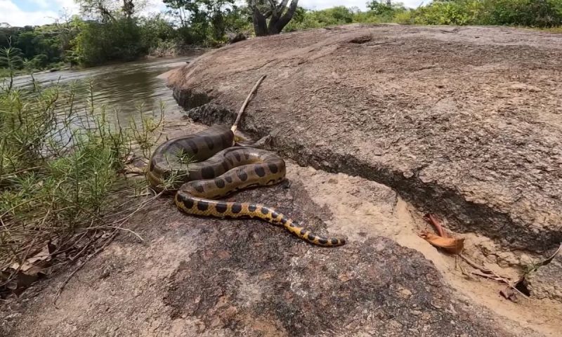 Anaconda crawling on a stone near the river