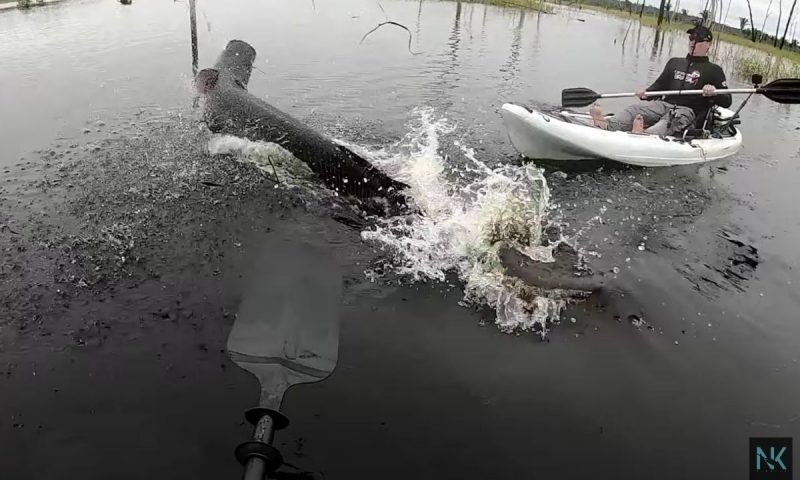 Pirarucu gigantesco salta depois de ser fisgado – Foto: Reprodu&ccedil;&atilde;o