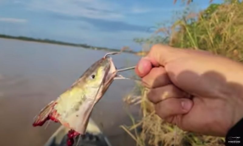Isca perfeita traria uma grande surpresa para o pescador – Foto: Reprodu&ccedil;&atilde;o