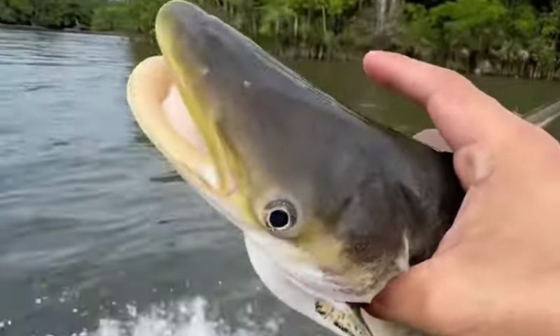 Piranhas só deixaram a cabeça e pequena parte do corpo de sua vítima