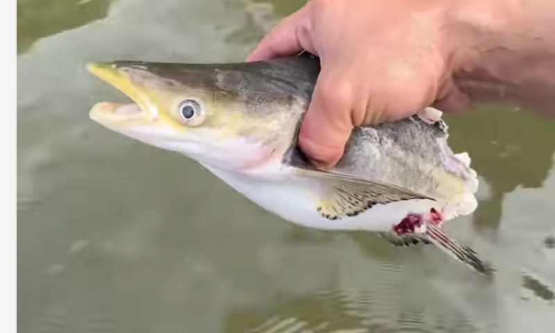 N&atilde;o sobrou nada, ou quase nada, do pobre peixe-palmito – Foto: Reprodu&ccedil;&atilde;o