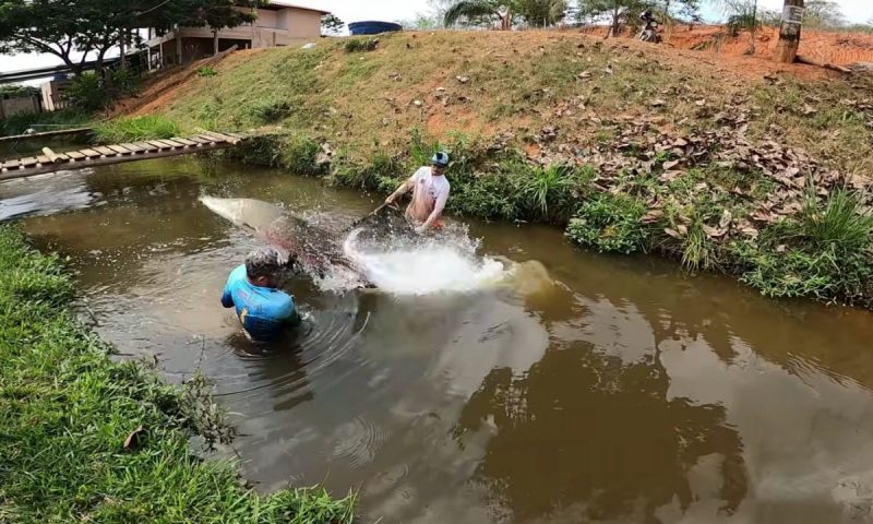 Pirarucu salta sobre a rede artesanal utilizada por pescadores